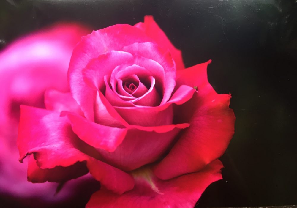 「薔薇」写真展とバロックパールの魅惑